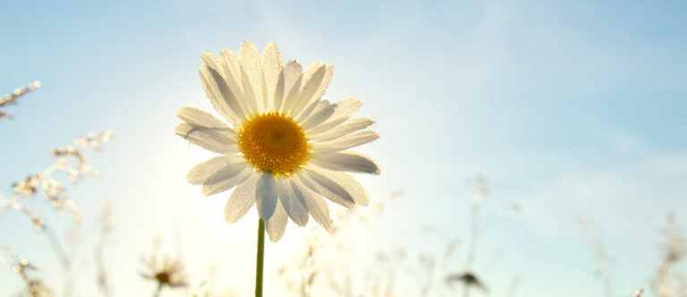 Gändeblümchen im Sonnenschein